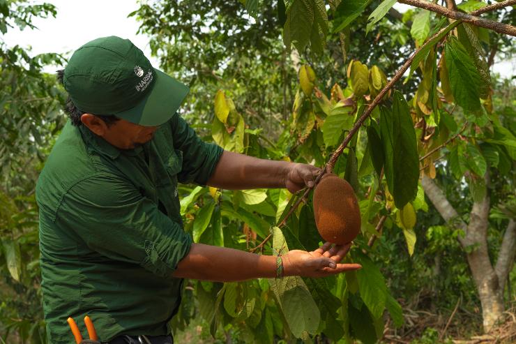 aceite castaña | aceite de castaña para el cabello